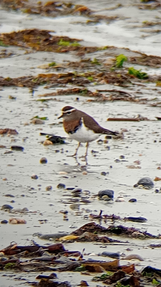 Rufous-chested Dotterel - ML620829521