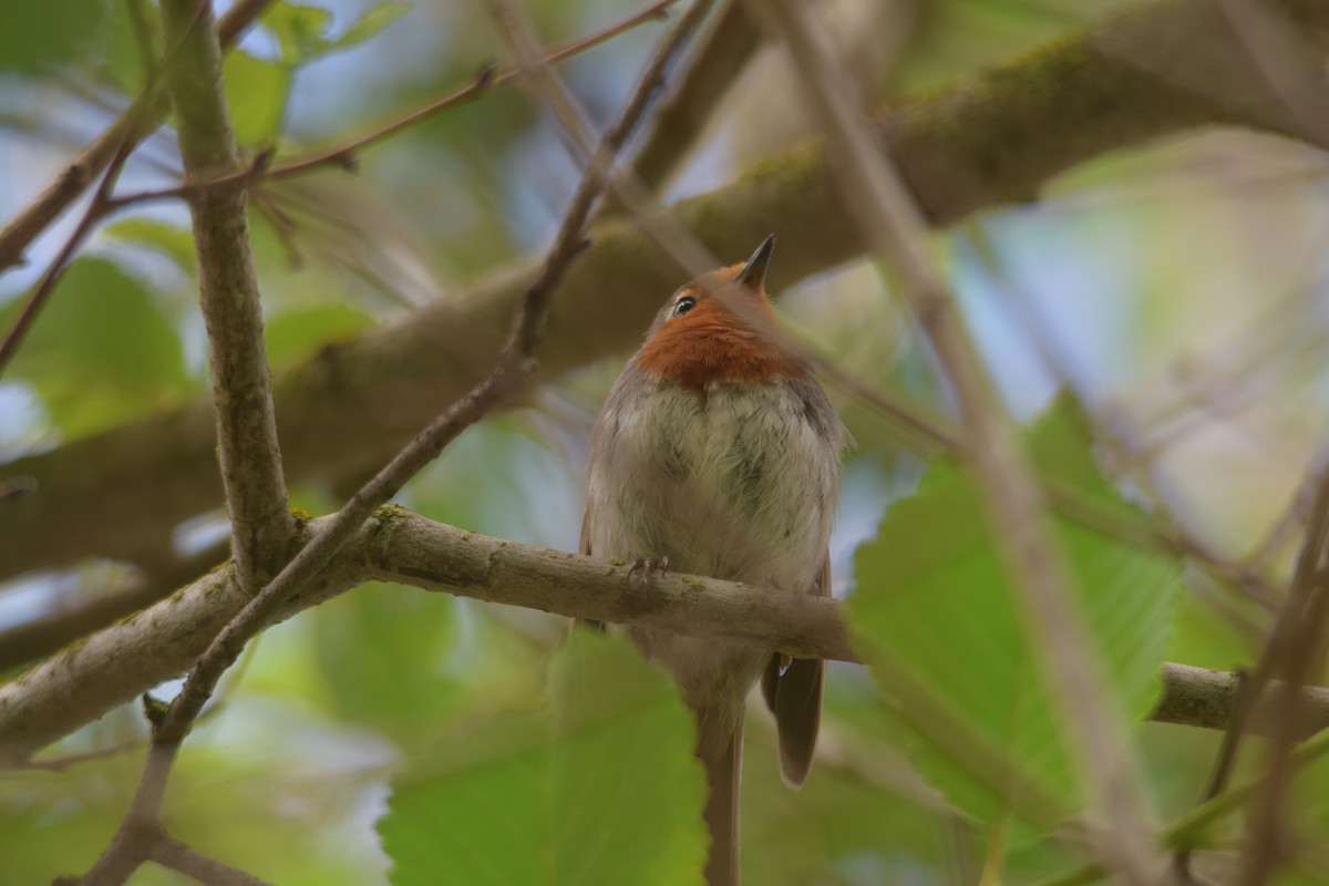 European Robin - ML620829523