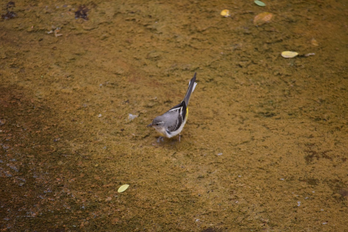 Gray Wagtail - ML620829528