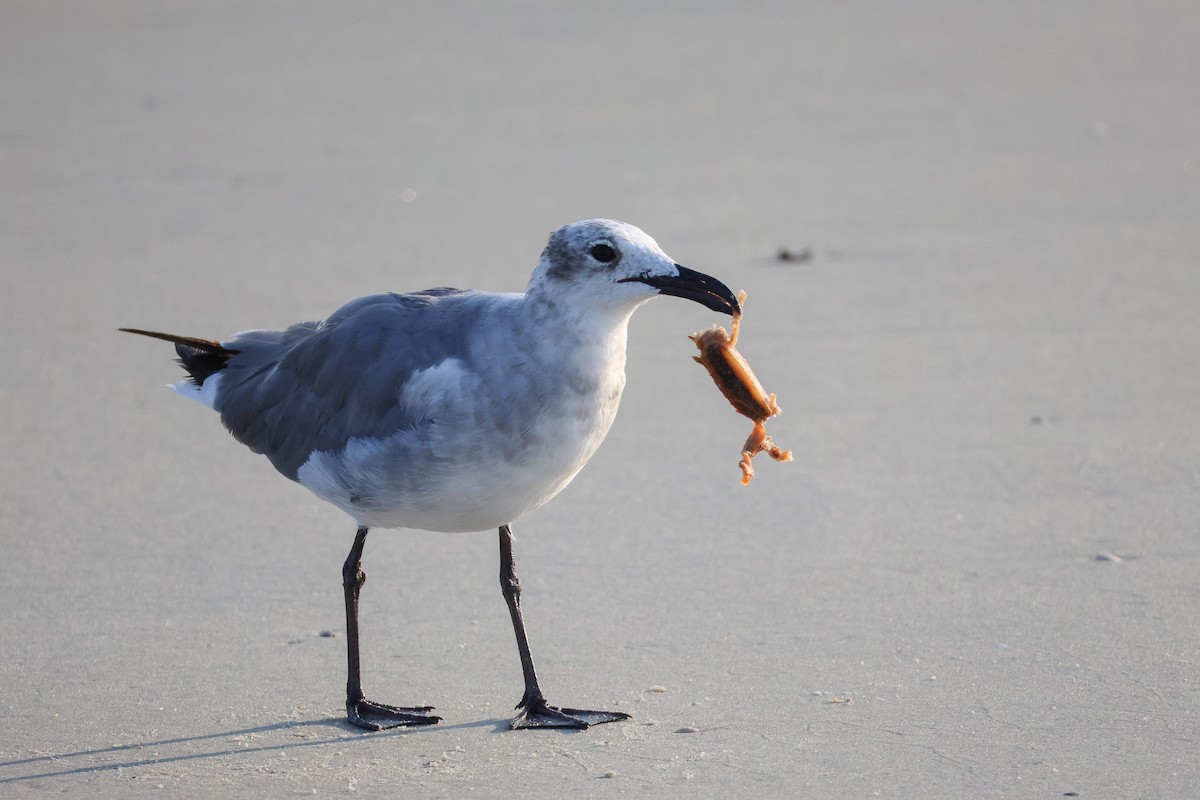 Gaviota Guanaguanare - ML620829530