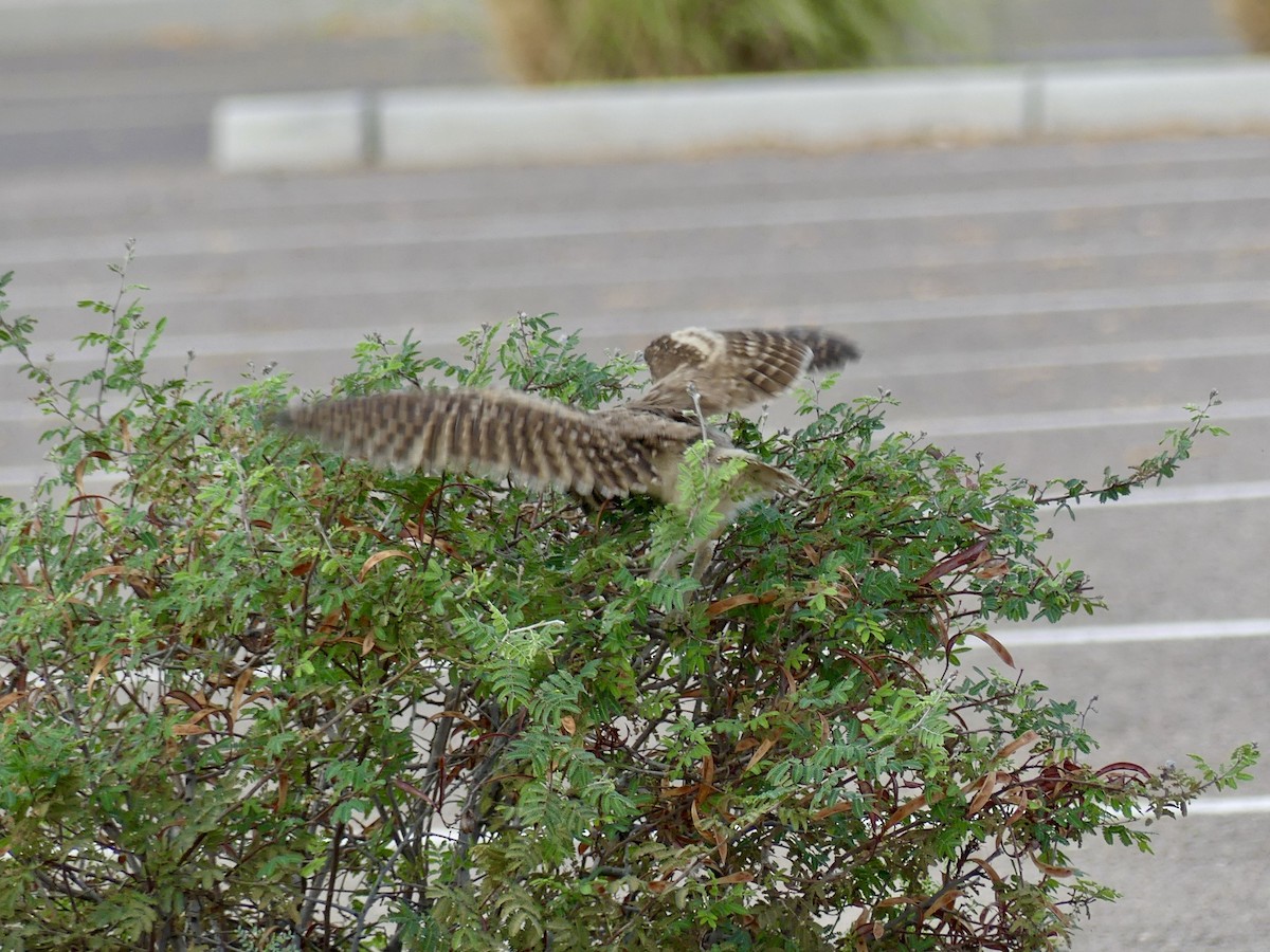 Burrowing Owl - ML620829531