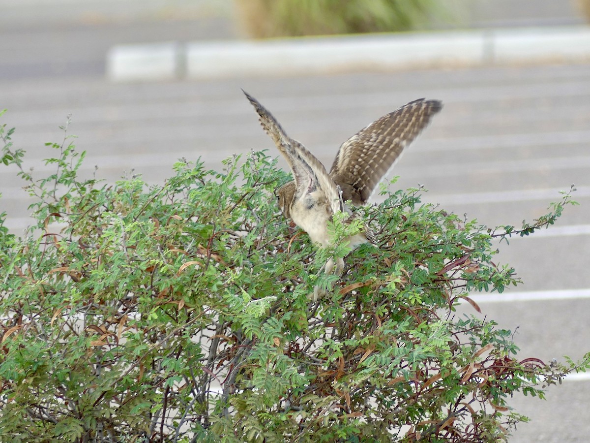 Burrowing Owl - ML620829532