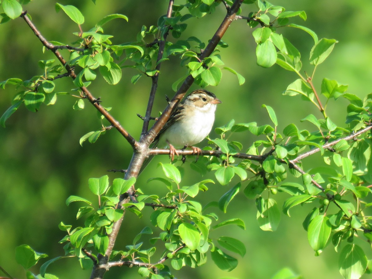 Clay-colored Sparrow - ML620829535