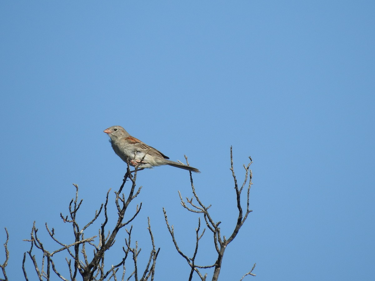 Field Sparrow - ML620829537