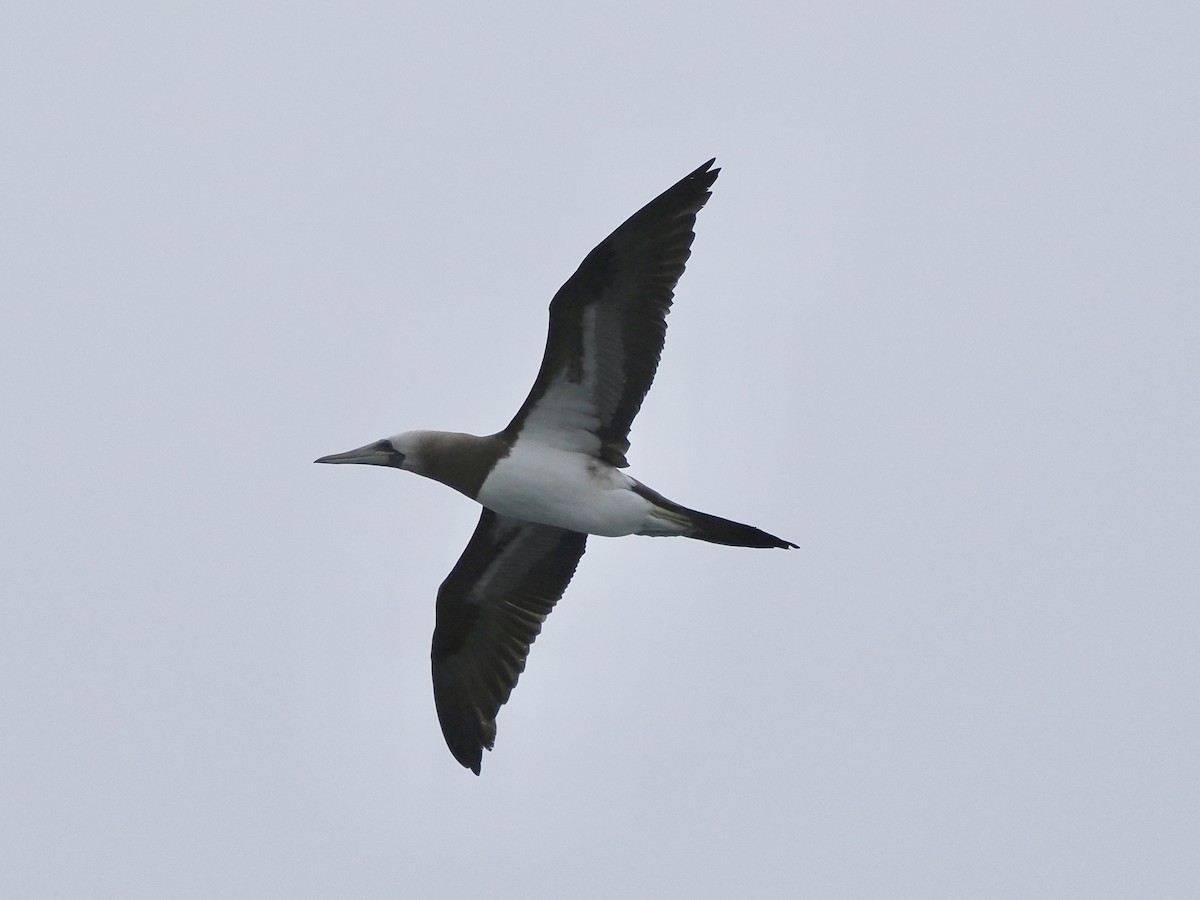 Brown Booby (Brewster's) - ML620829540