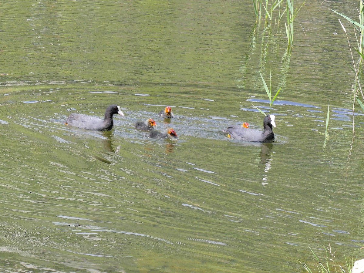 Eurasian Coot - ML620829543