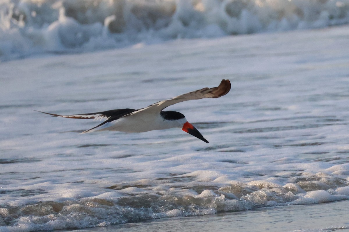 Black Skimmer - ML620829544