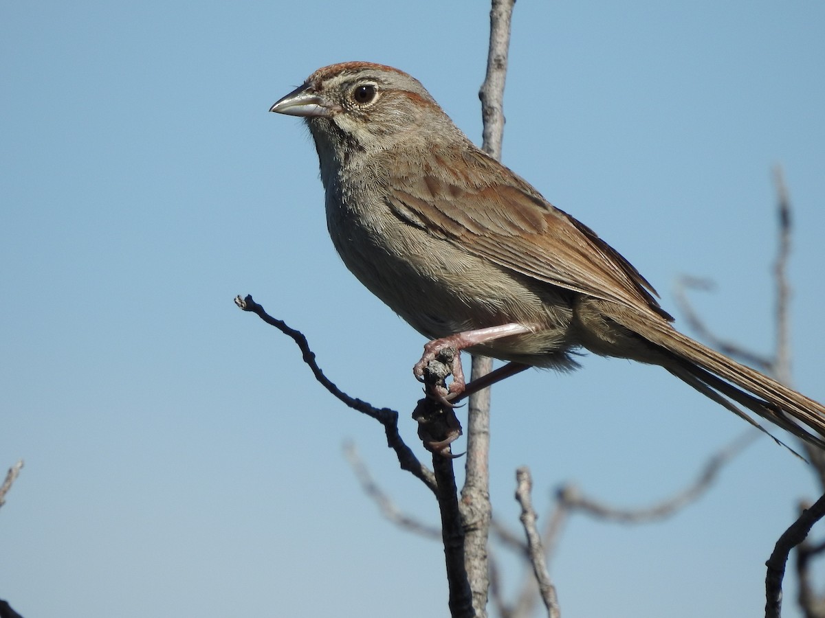 Rufous-crowned Sparrow - ML620829546