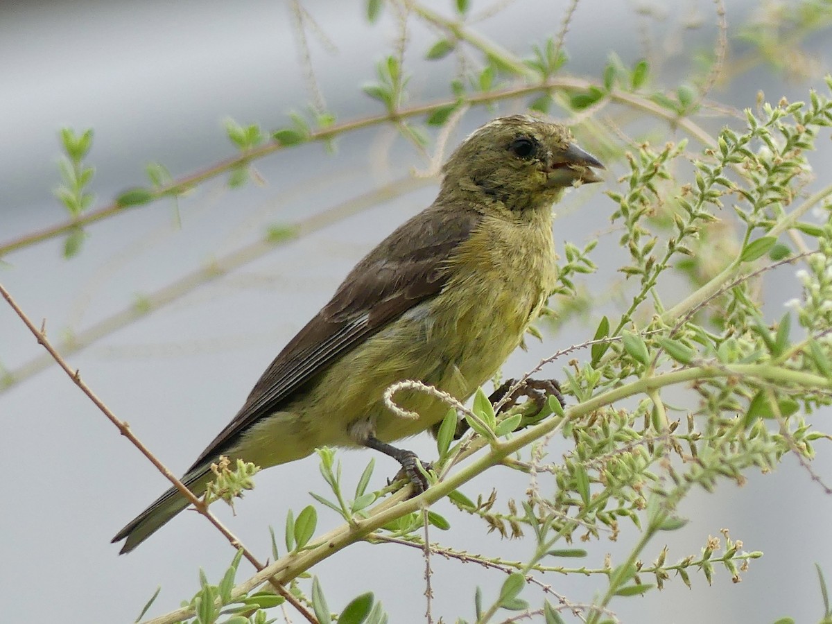 Lesser Goldfinch - ML620829547