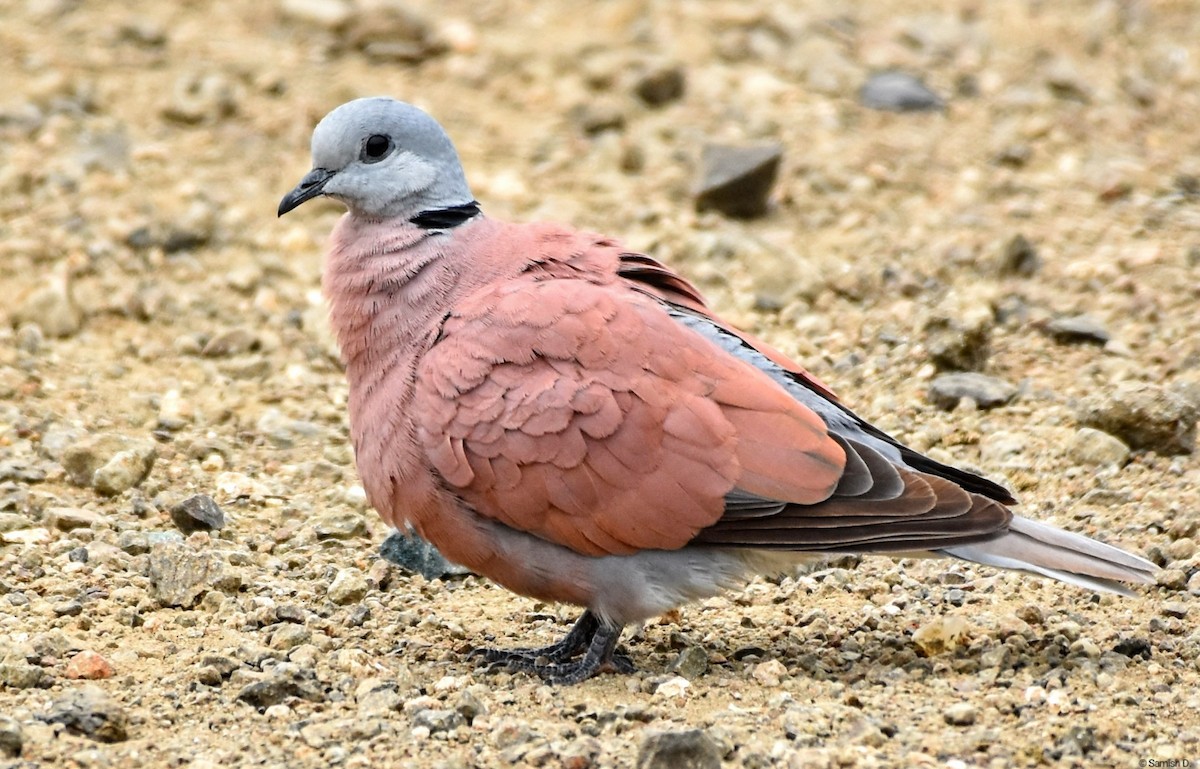 Red Collared-Dove - ML620829549