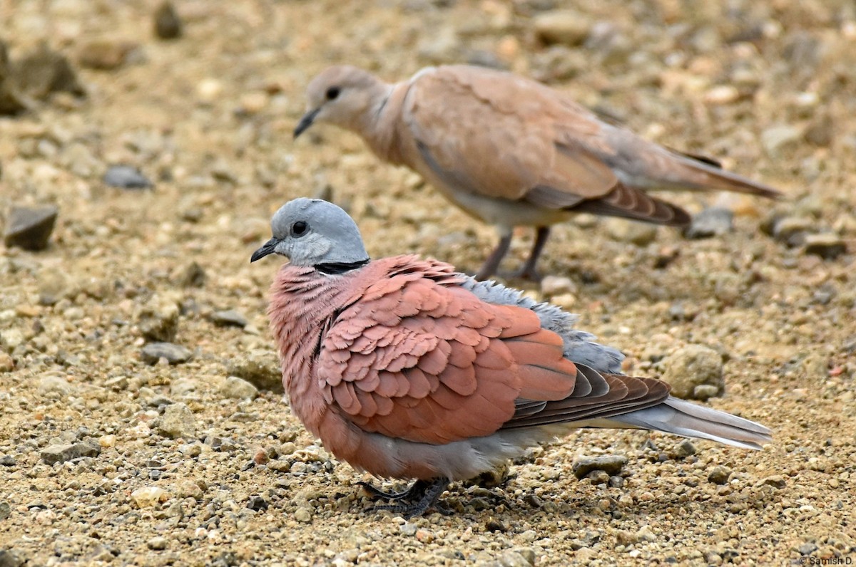 Red Collared-Dove - ML620829550