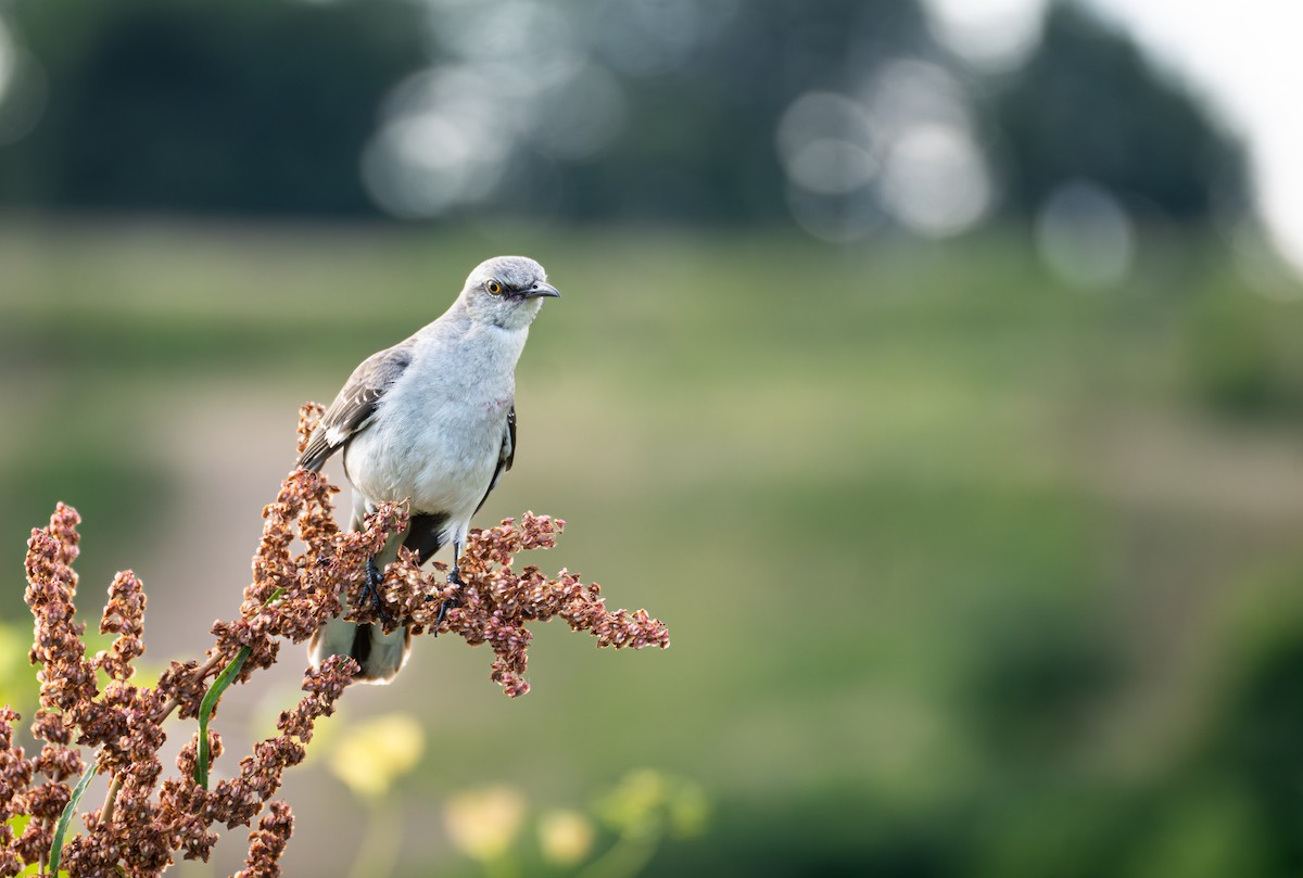 Northern Mockingbird - ML620829554