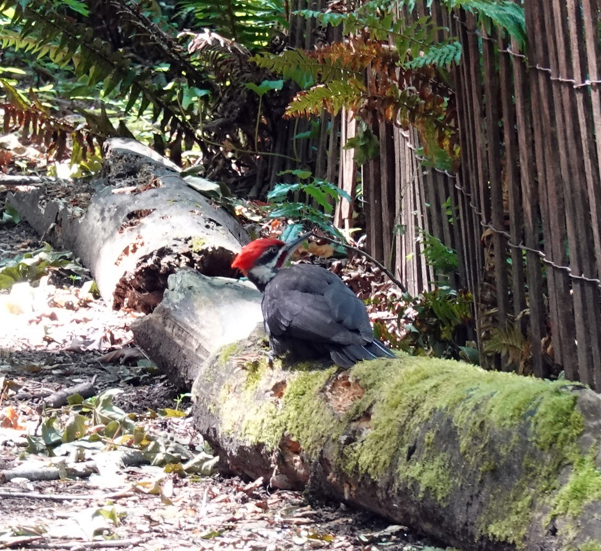 Pileated Woodpecker - ML620829558