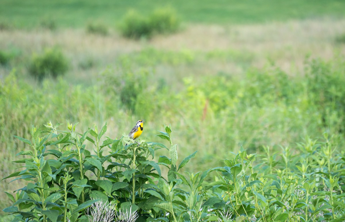 Eastern Meadowlark - ML620829561