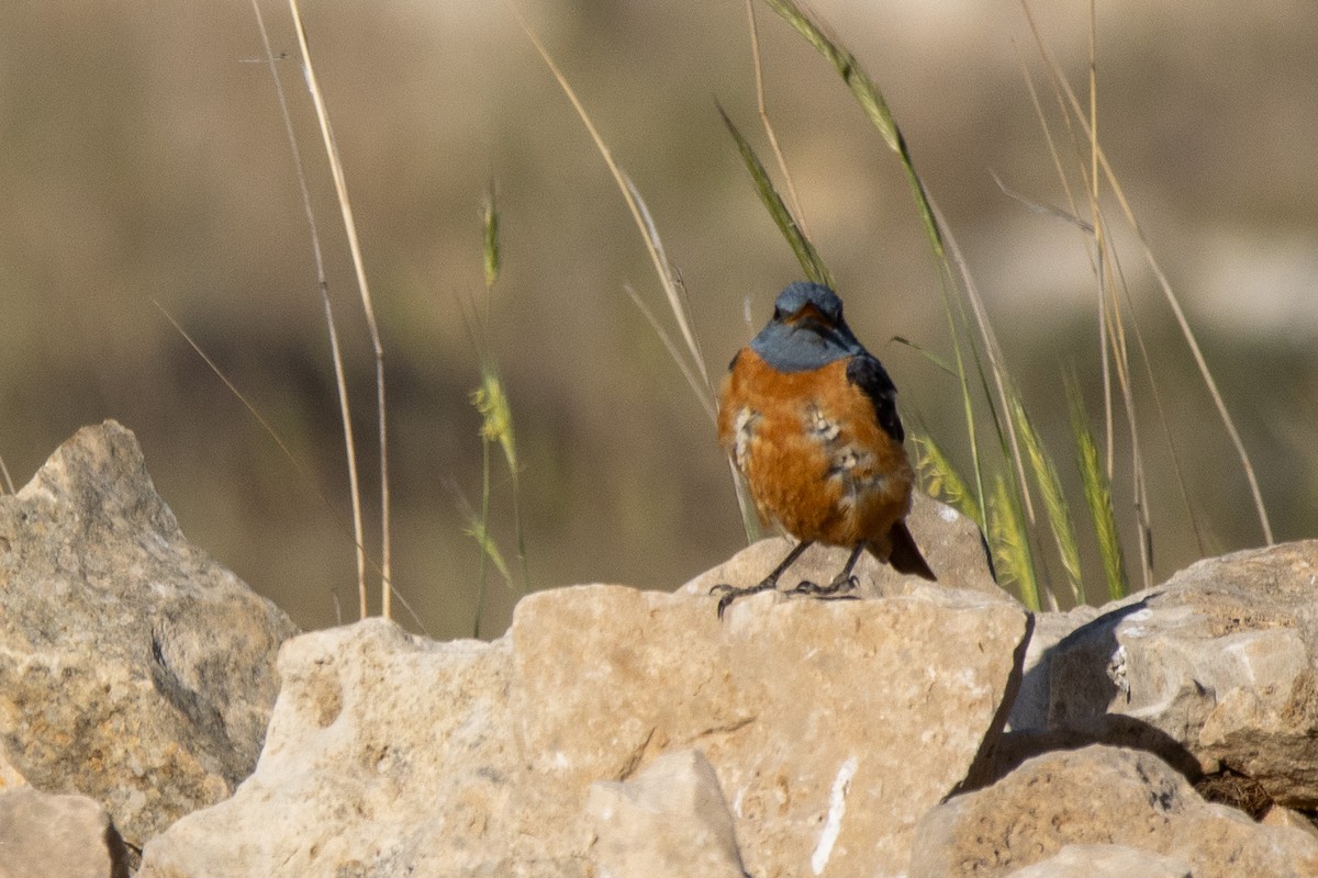 Rufous-tailed Rock-Thrush - ML620829562