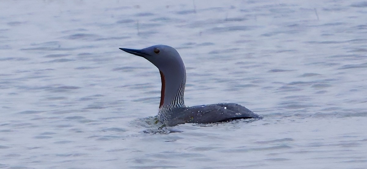 Red-throated Loon - ML620829572