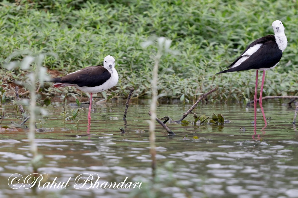 Black-winged Stilt - ML620829588