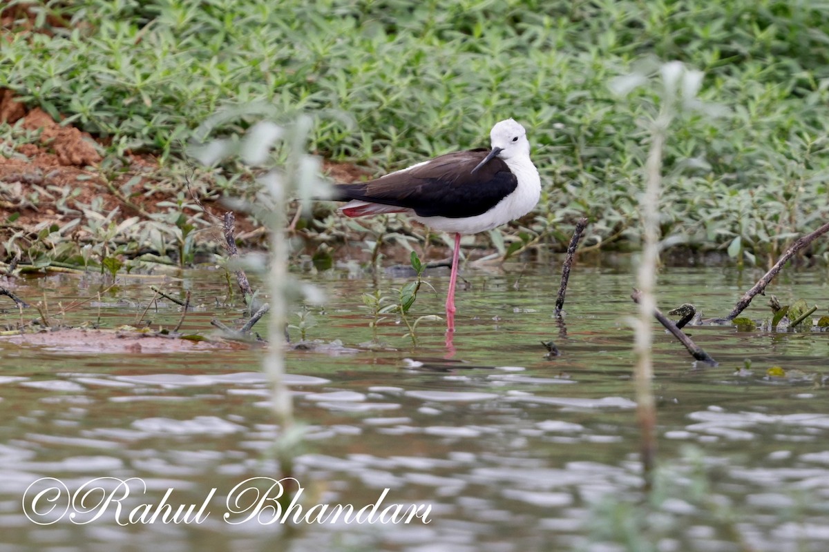 Black-winged Stilt - ML620829590