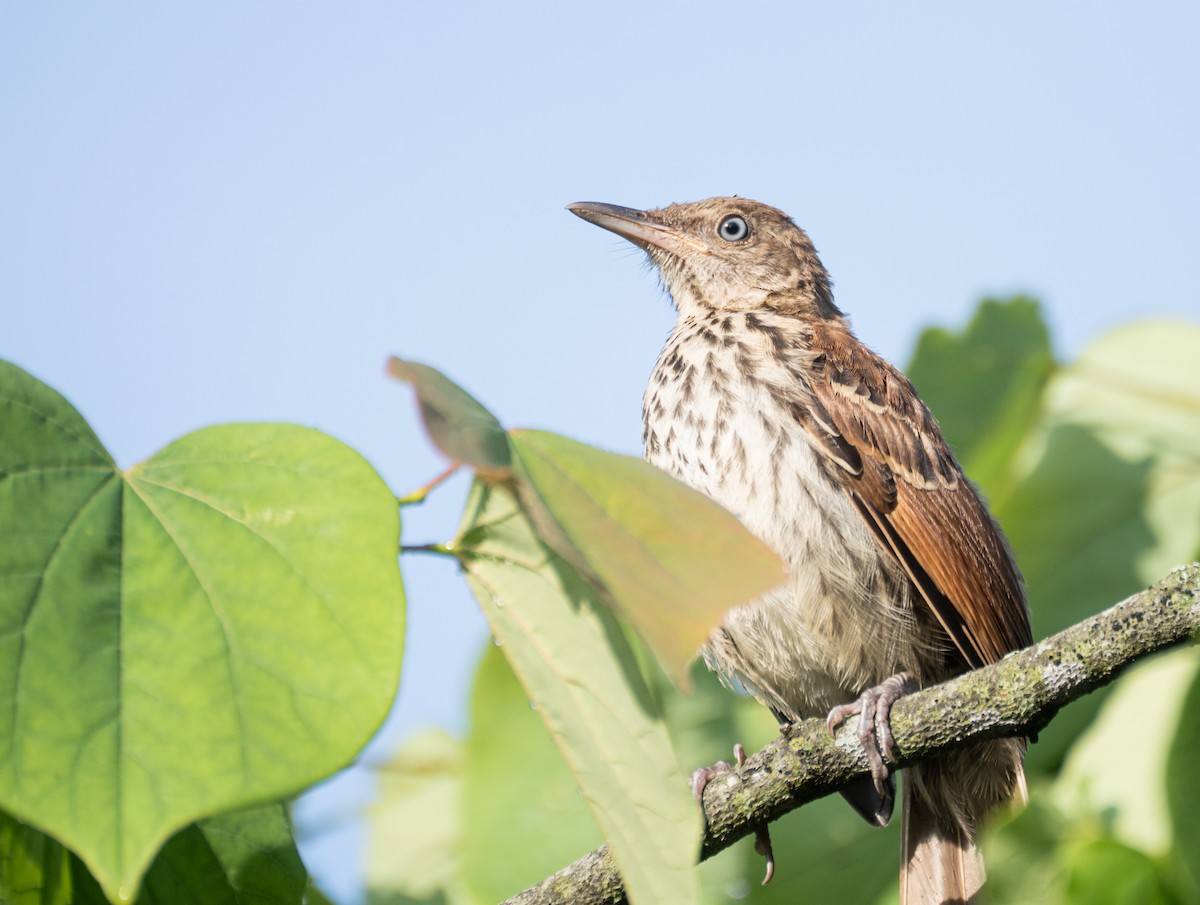 Brown Thrasher - ML620829602