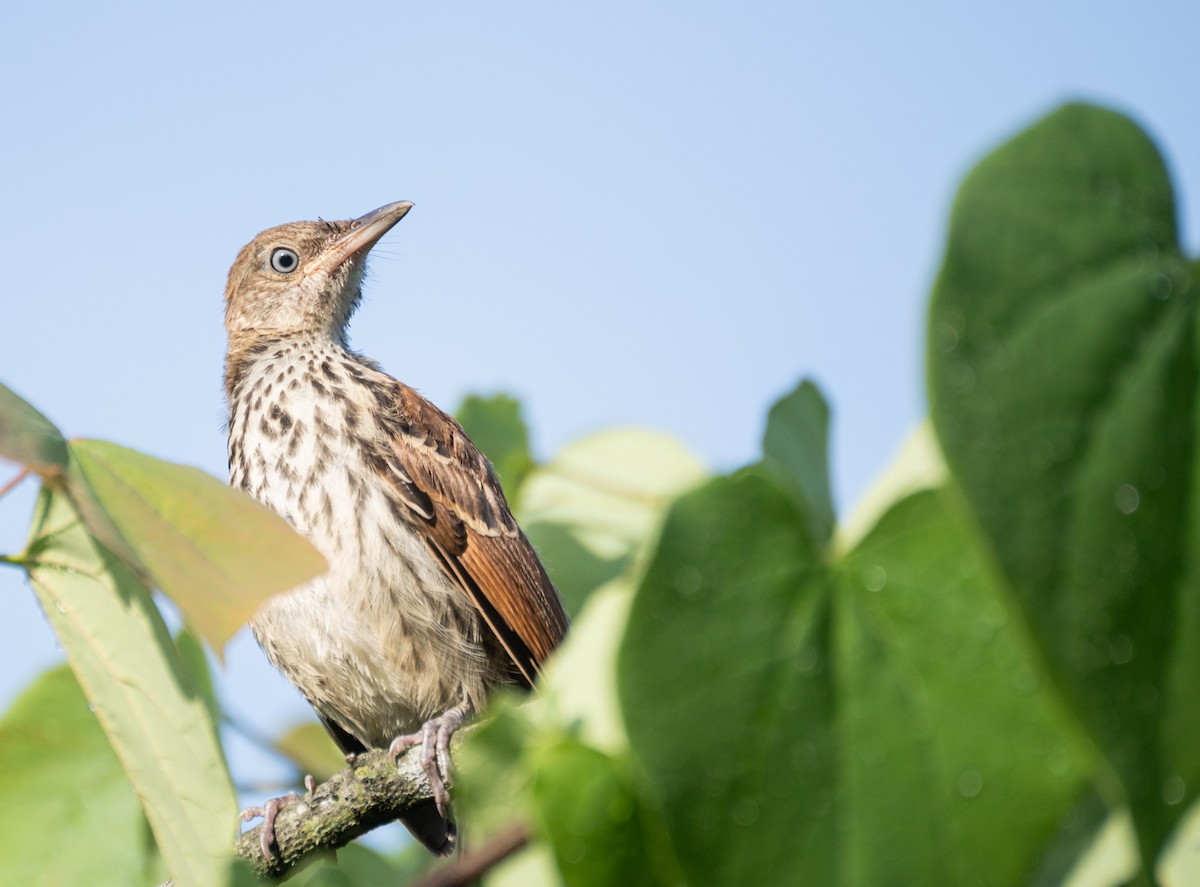 Brown Thrasher - ML620829603