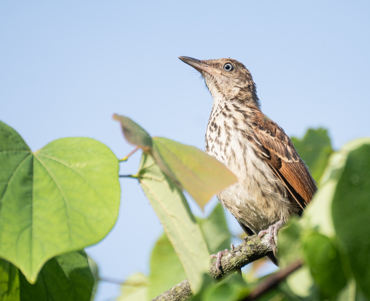 Brown Thrasher - ML620829604