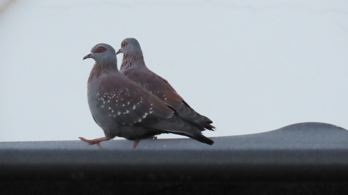 Speckled Pigeon - ML620829606