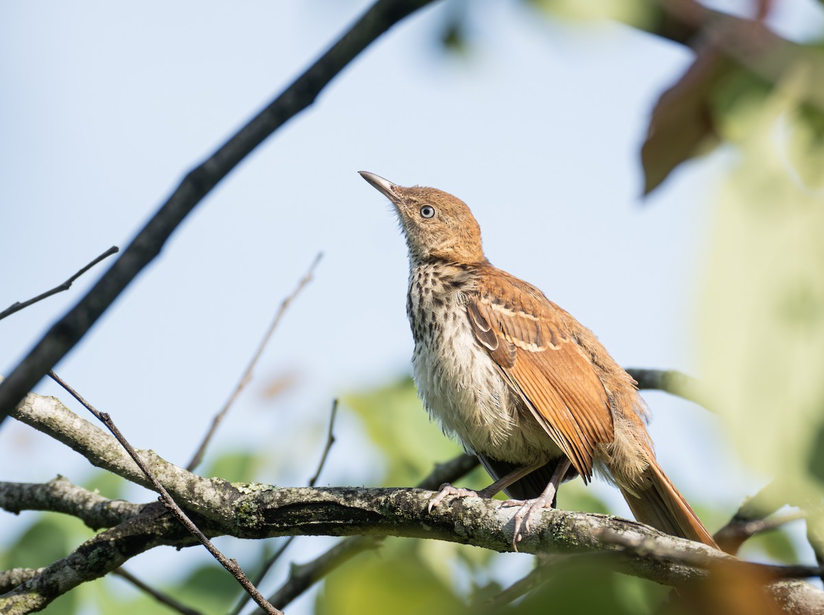 Brown Thrasher - ML620829608