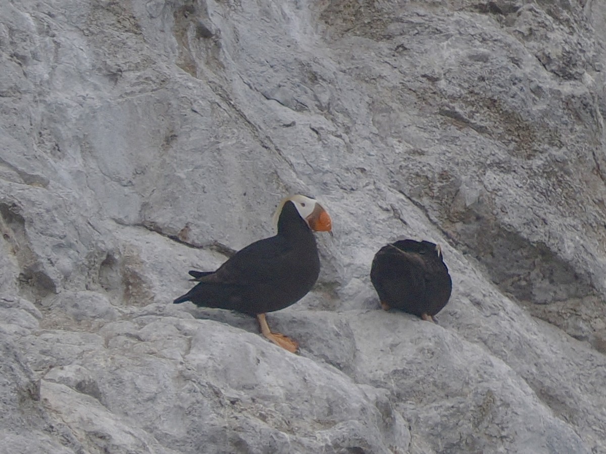 Tufted Puffin - ML620829620