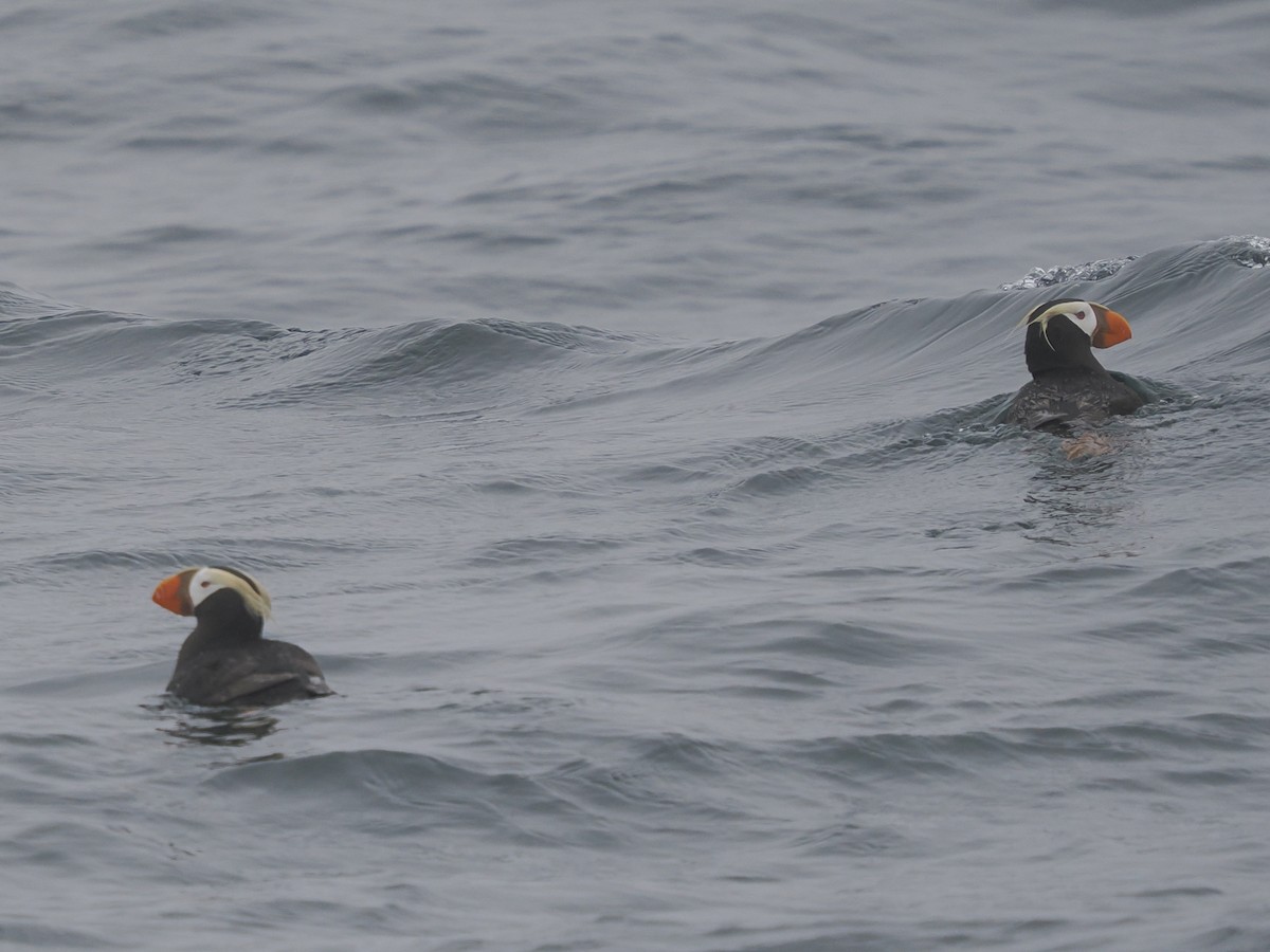 Tufted Puffin - ML620829621