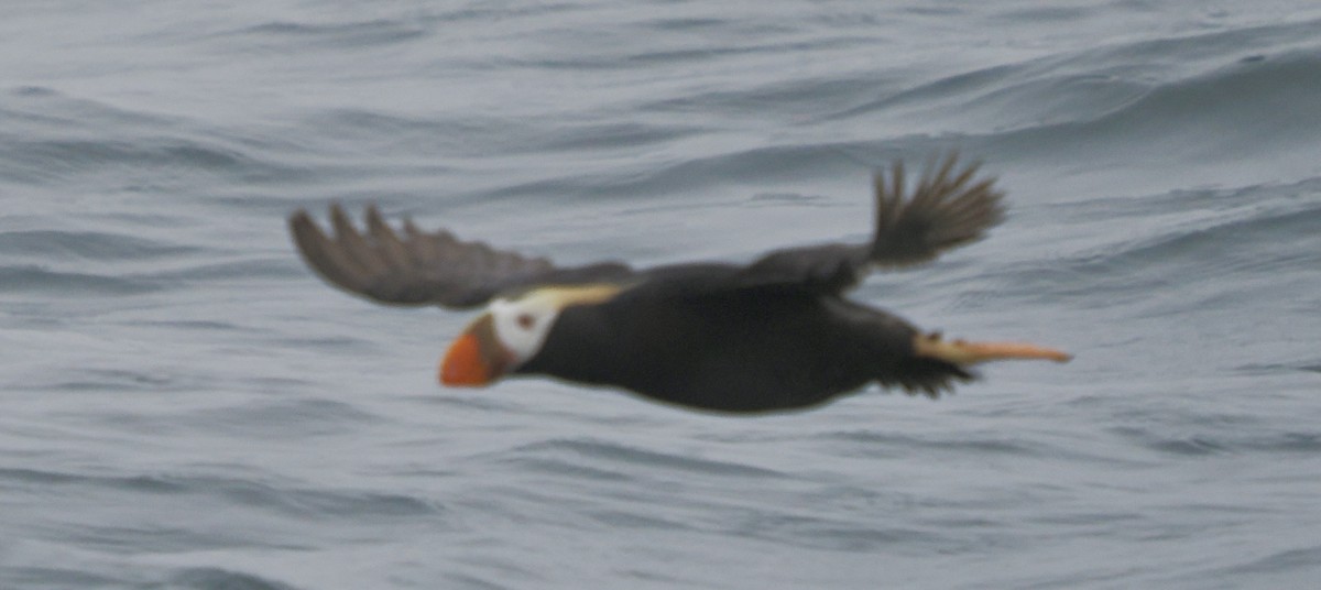 Tufted Puffin - ML620829624
