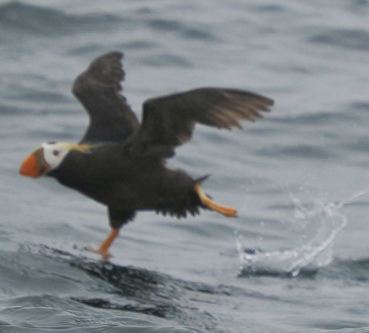 Tufted Puffin - ML620829625
