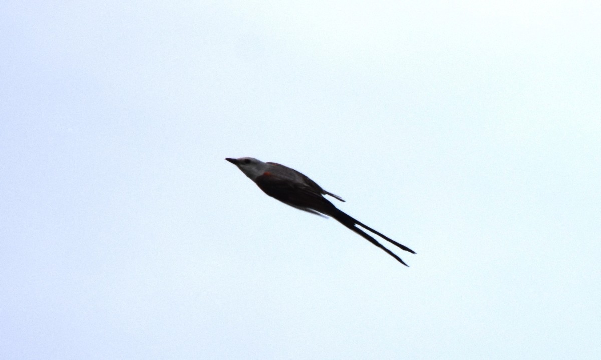 Scissor-tailed Flycatcher - ML620829629