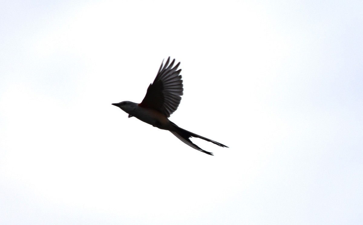 Scissor-tailed Flycatcher - ML620829630