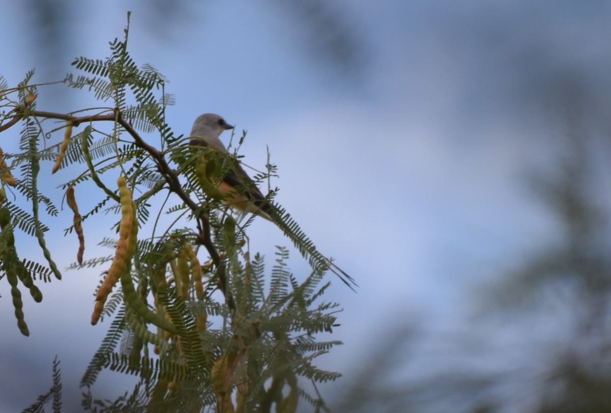 Scissor-tailed Flycatcher - ML620829632