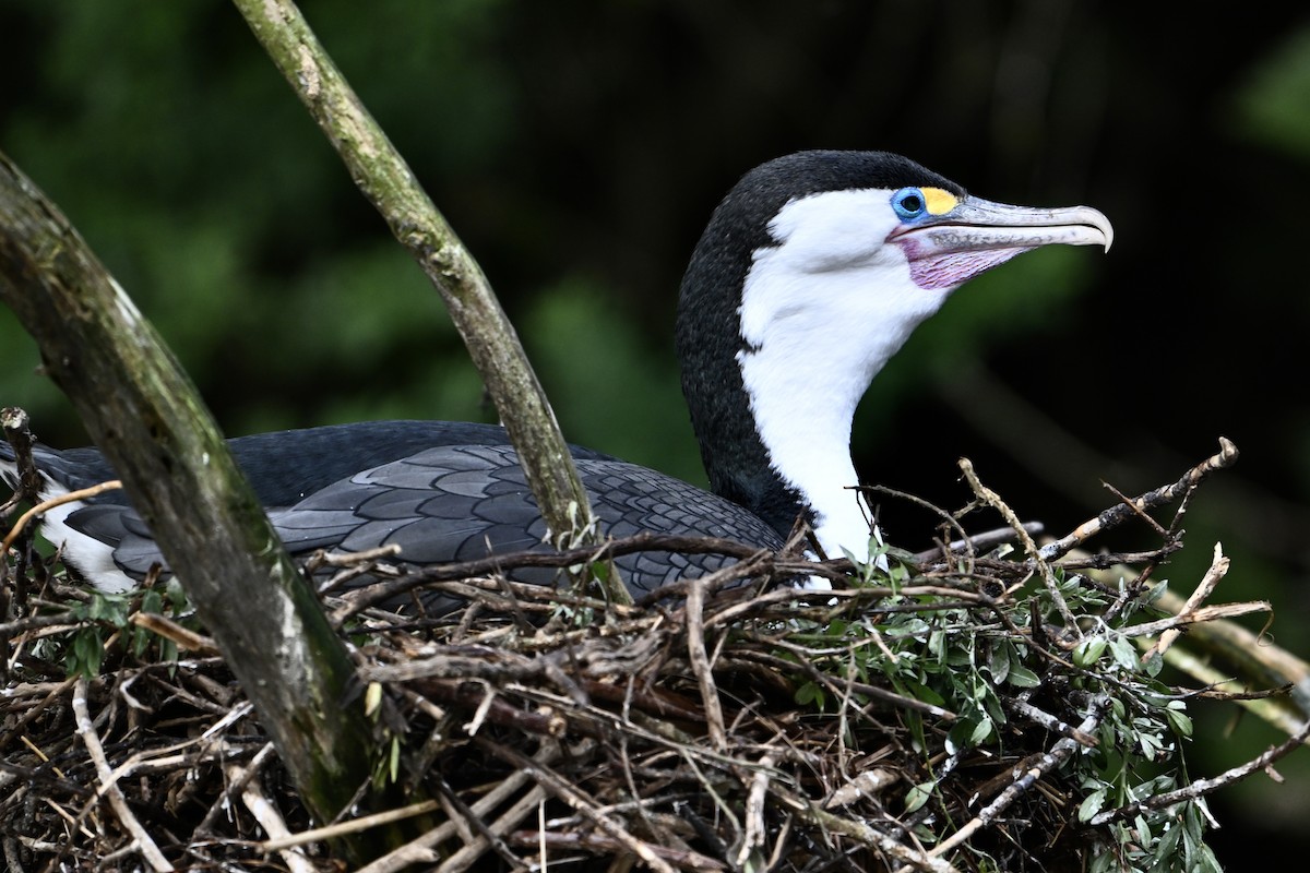 Pied Cormorant - ML620829638