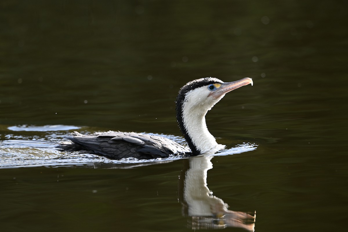 Pied Cormorant - ML620829641