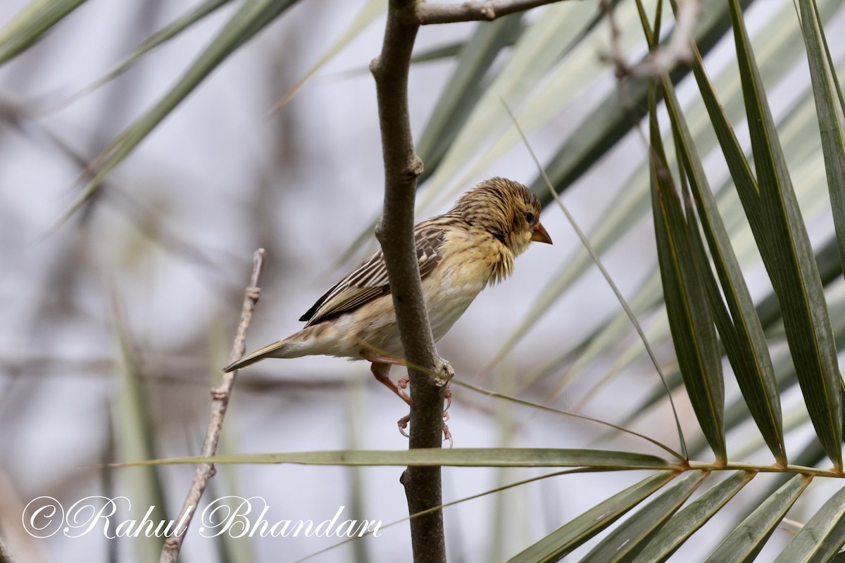 Baya Weaver - ML620829643