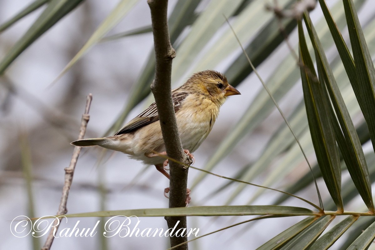 Baya Weaver - ML620829644