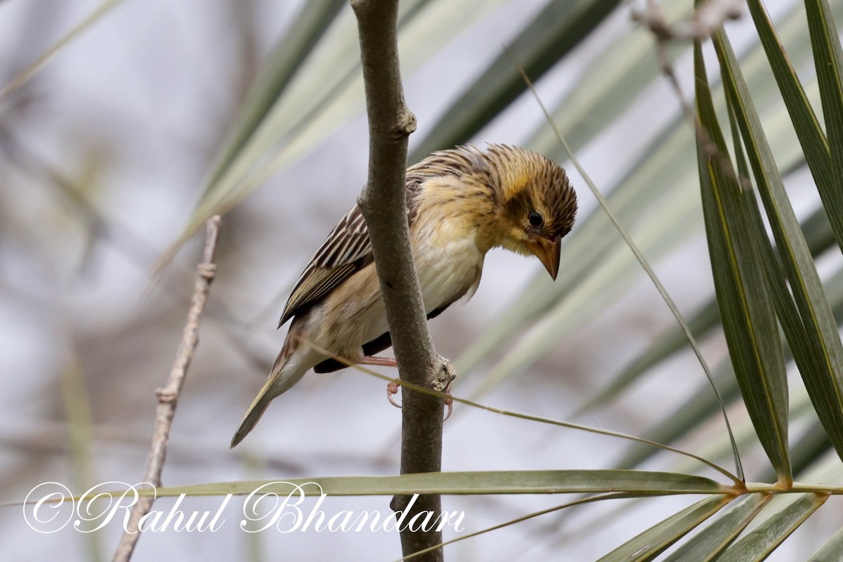 Baya Weaver - ML620829645