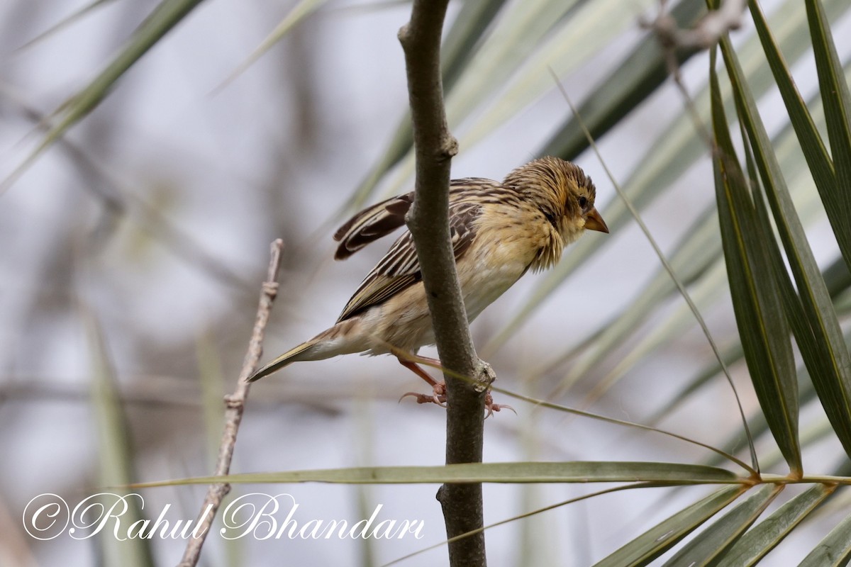 Baya Weaver - ML620829646