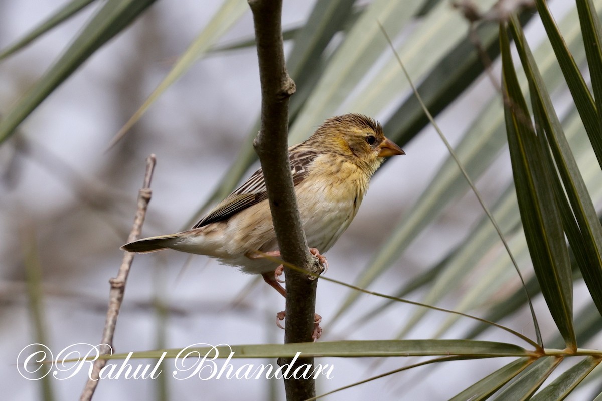 Baya Weaver - ML620829647