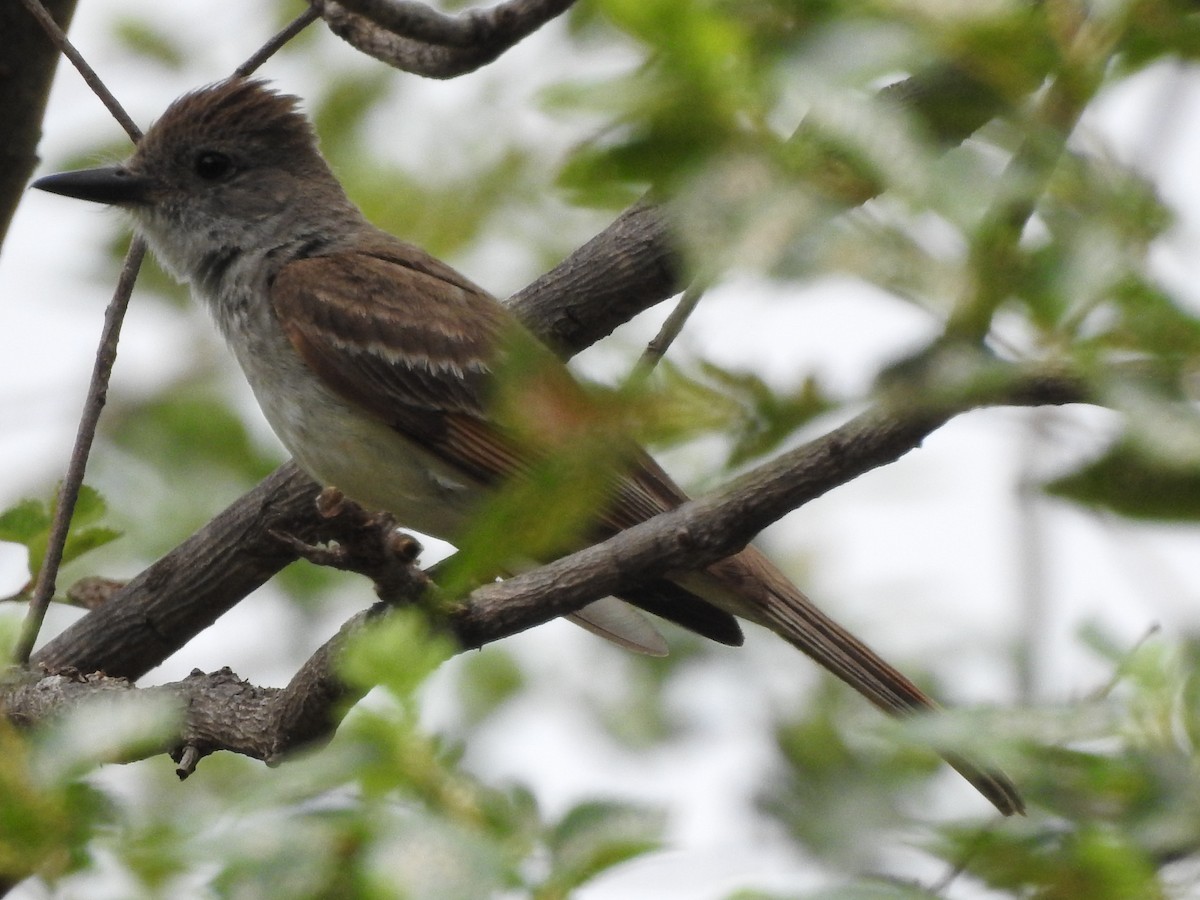 Ash-throated Flycatcher - ML620829657