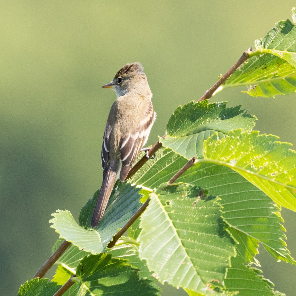 Willow Flycatcher - Mary McKitrick