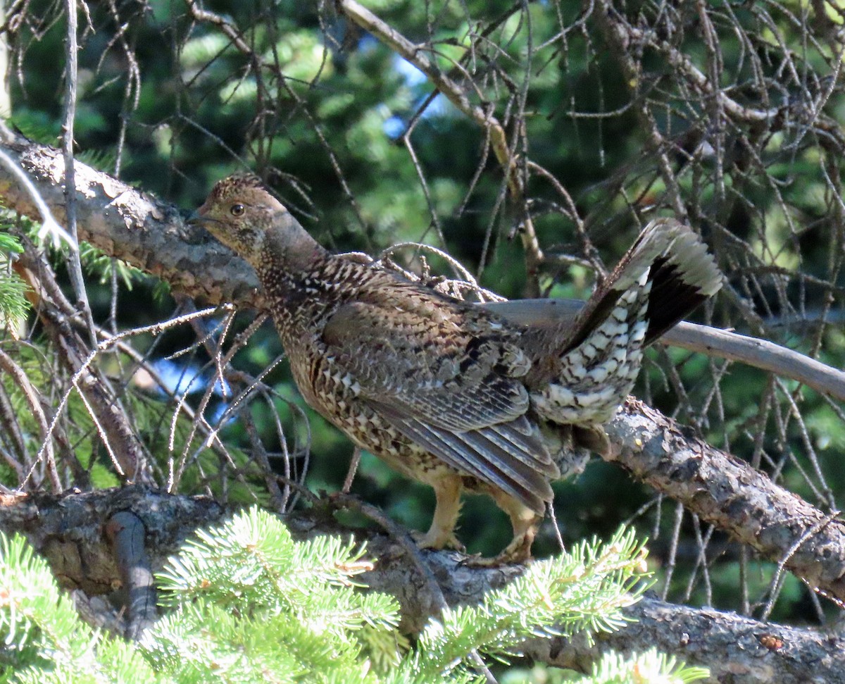 Dusky Grouse - JoAnn Potter Riggle 🦤