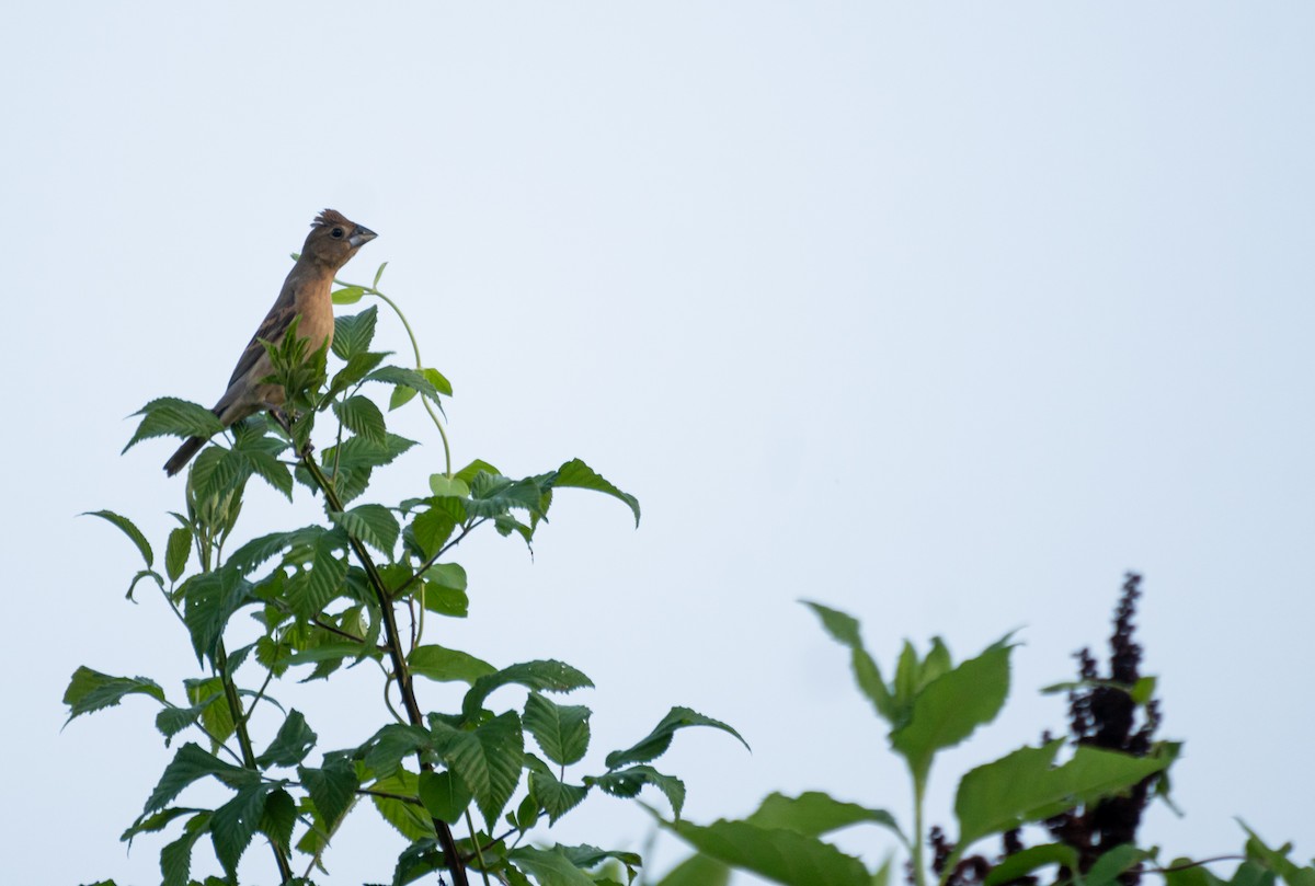 Blue Grosbeak - ML620829667