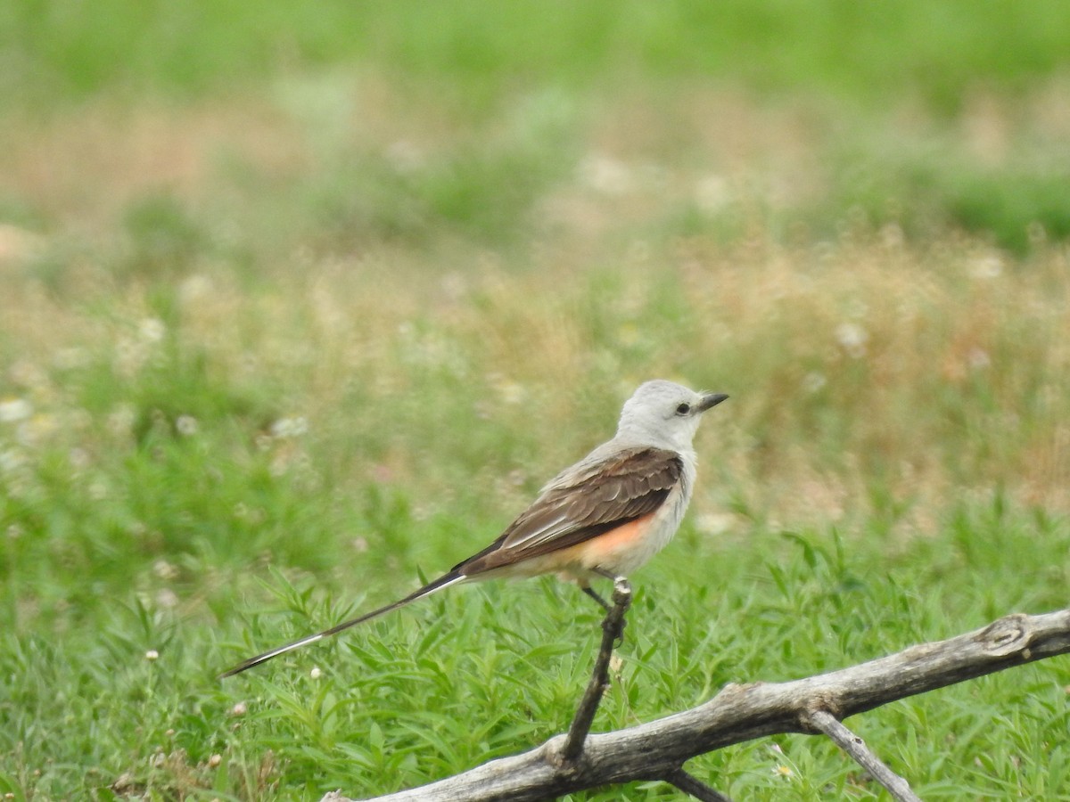 Scissor-tailed Flycatcher - ML620829668