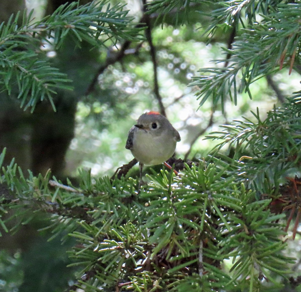 Ruby-crowned Kinglet - ML620829673