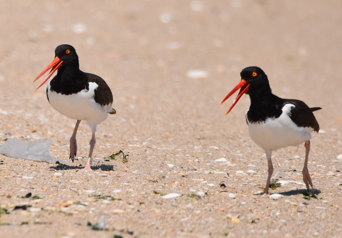 American Oystercatcher - ML620829689