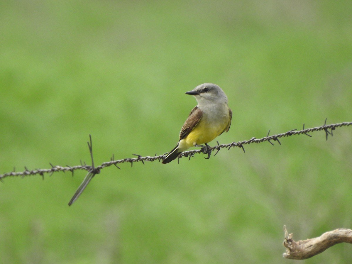 Western Kingbird - ML620829690