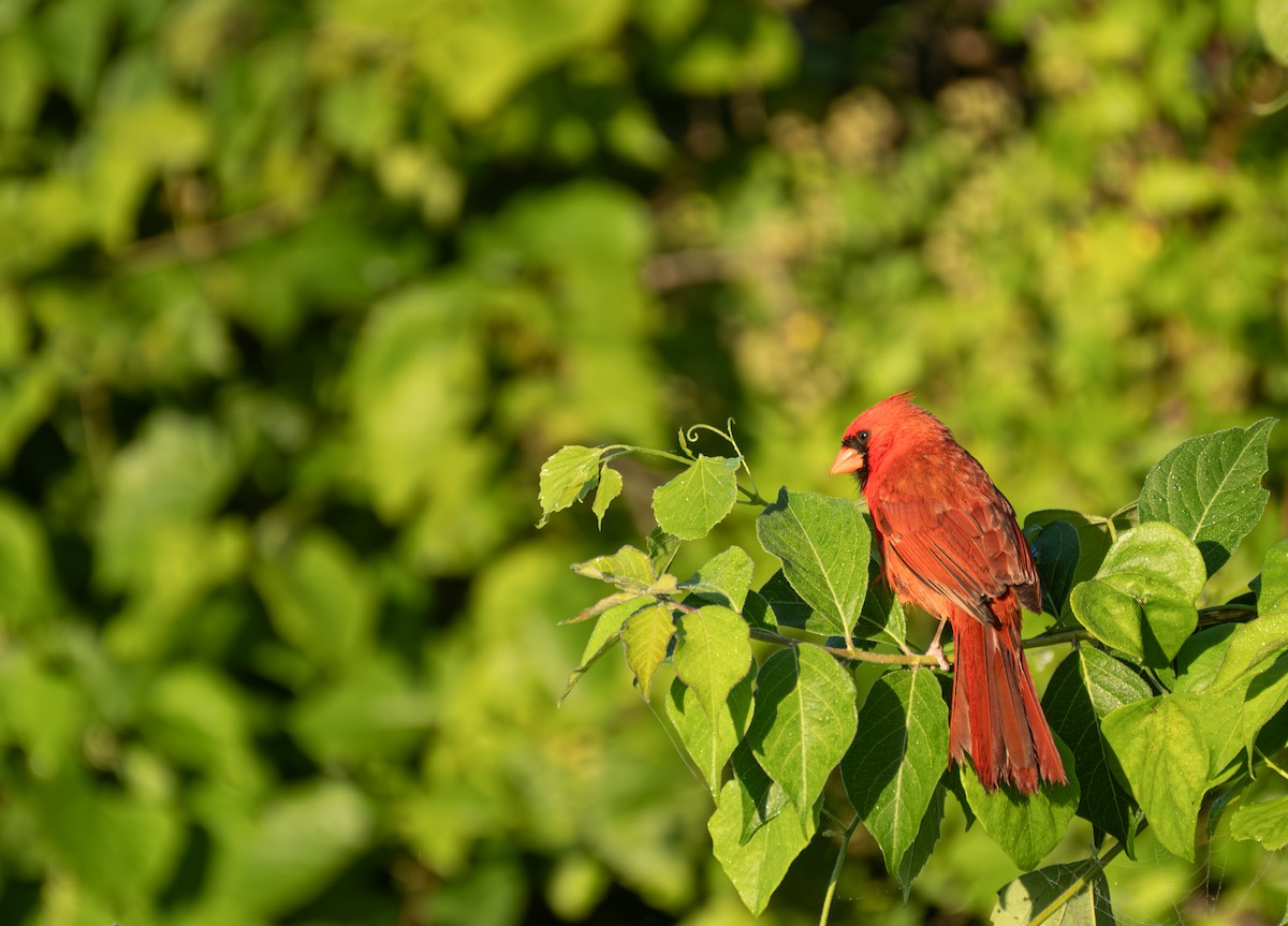 Cardinal rouge - ML620829692